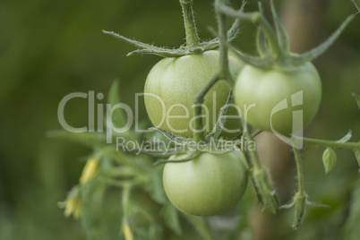 Green Tomatoes