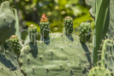fruit and flower of prickly pear