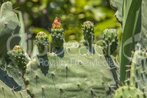 fruit and flower of prickly pear