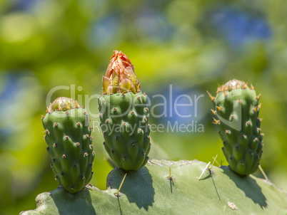 colorful flower of prickly pear