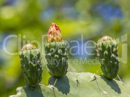 colorful flower of prickly pear