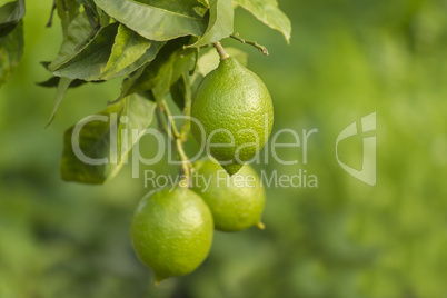 Green lemon close-up