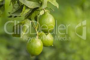 Green lemon close-up