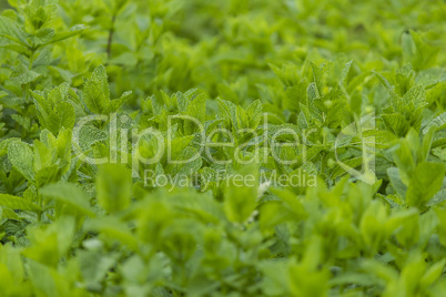 Peppermint field
