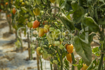 Colorful Tomatoes growing  closeup