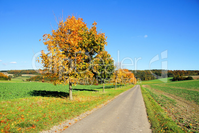 Feldwirtschaftsweg im Herbst