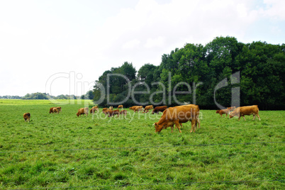 Kühe auf einer Weide im Hunsrück