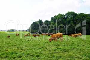 Kühe auf einer Weide im Hunsrück