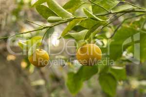 Lemon Fruits On the Tree