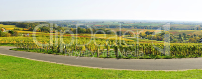 Panorama der Pfälzer Weinlandschaft