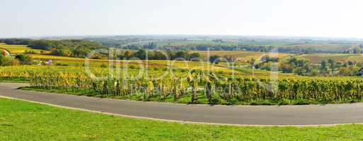 Panorama der Pfälzer Weinlandschaft