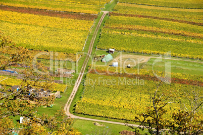 Pfälzer Weinlandschaft