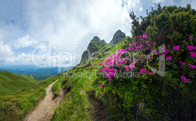 Panoramic view of Mount Ciucas on summer with wild rhododendron
