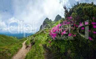 Panoramic view of Mount Ciucas on summer with wild rhododendron