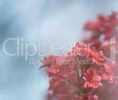 buds of pink flowers on a blue background