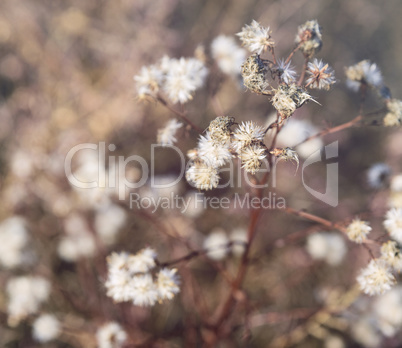 withered field flower, and selective focus
