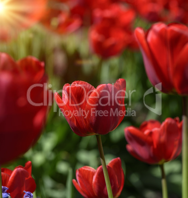 red blossoming tulips with green stems and leaves