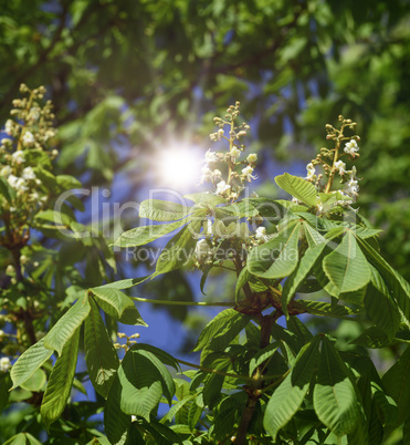 branch of chestnut with green leaves and white flowers