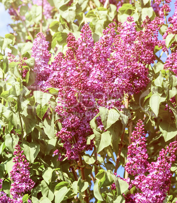 a lilac bush with green leaves