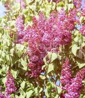a lilac bush with green leaves