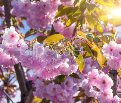 flowering branch of a pink cherry blossom