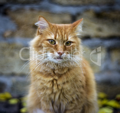 portrait of a sad fluffy red cat,