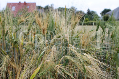 Ein Gerstenfeld am Rande des Dorfes.