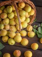 Ripe apricots scattered from a brown wicker basket
