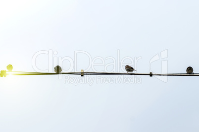 Birds on a power line