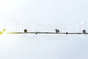 Birds on a power line