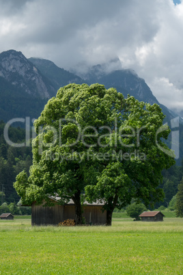 Der Baum