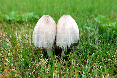 Zwei weiße Pilze auf grünem Gras