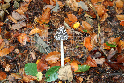 Ein bunter Pilz im Wald