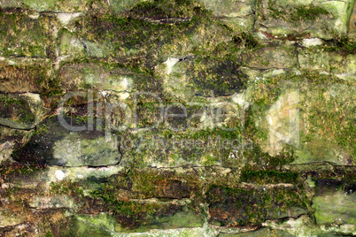 Grüner Hintergrund der alten Mauer