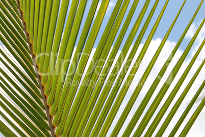 Zweig einer Palme