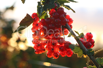 Rote Johannisbeeren