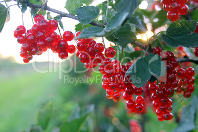 Rote Johannisbeeren