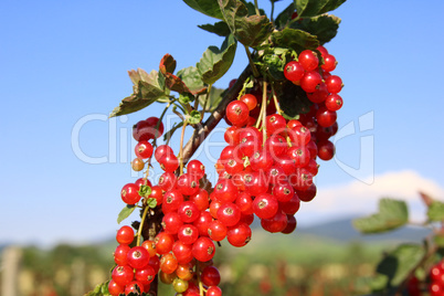 Rote Johannisbeeren