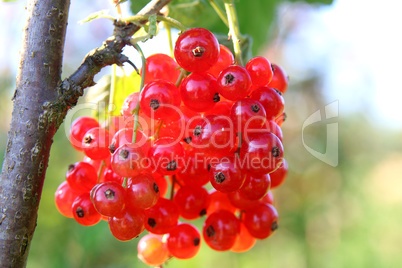 Rote Johannisbeeren