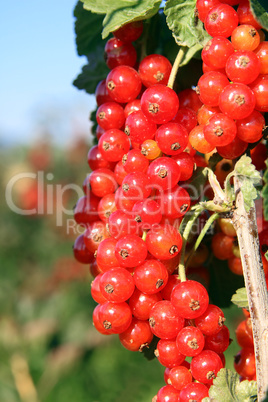 Rote Johannisbeeren