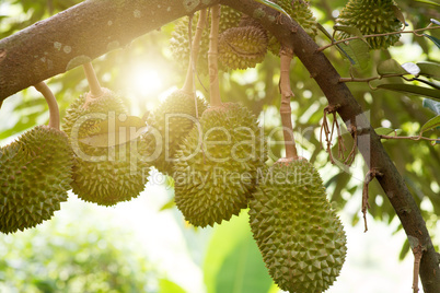 Durian tree in farm.