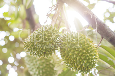 King of fruit durian tree.