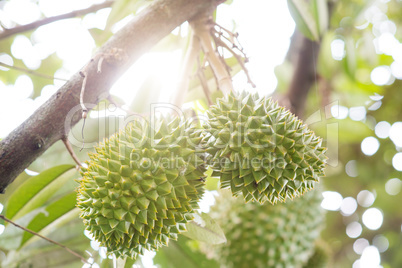 Close up king of fruit durian tree.