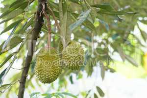 Musang king durian on tree