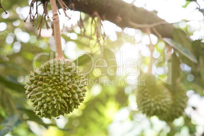 King of fruit durian tree close up