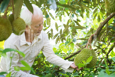 Asian people and durian tree.