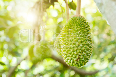 Close up durian king