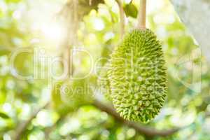 Close up durian king