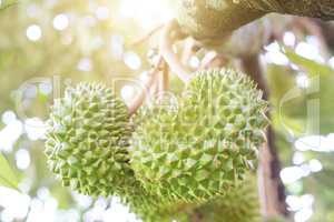Close up durian tree