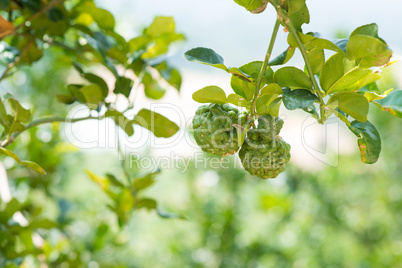 kaffir lime tree